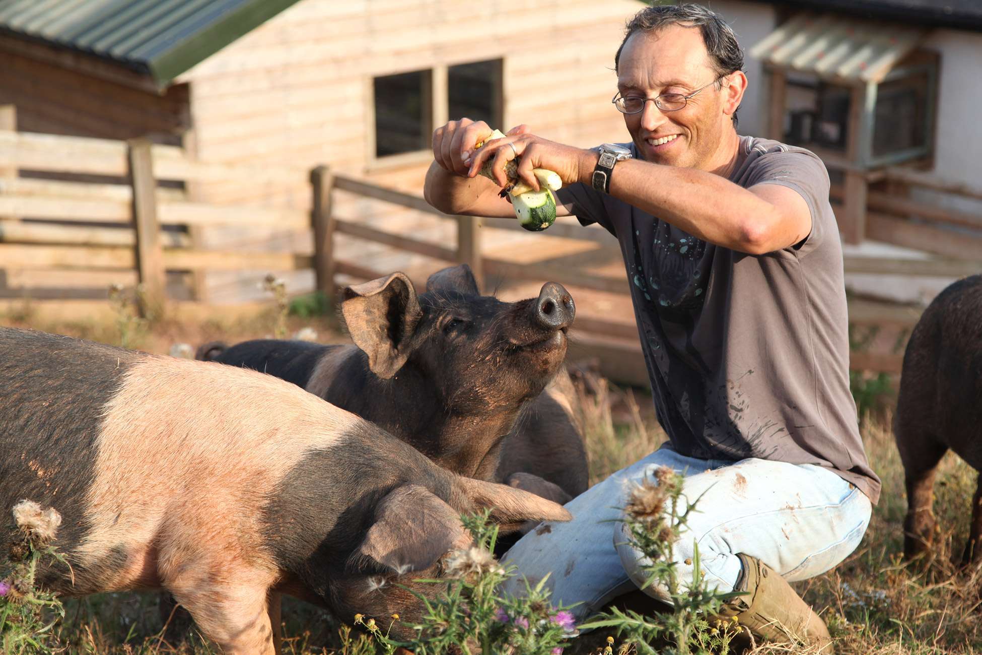 Mark feeding pig