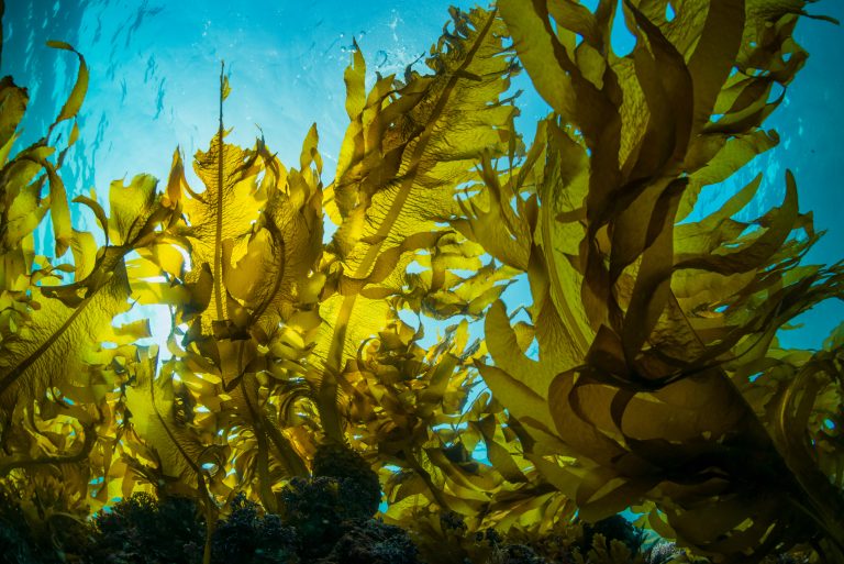Kelp Conservation Initiative